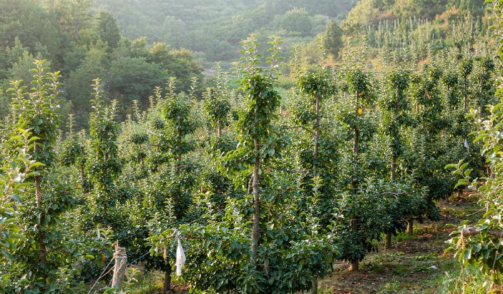 沂源山区苹果园里部分树挂着认养木牌的写实摄影